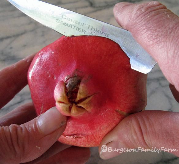 pomegranate-slice-top-1